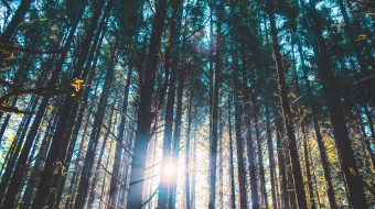 The sun shining through tall trees in a forest.