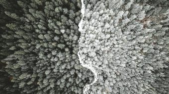 Black and white aerial shot of a forest.